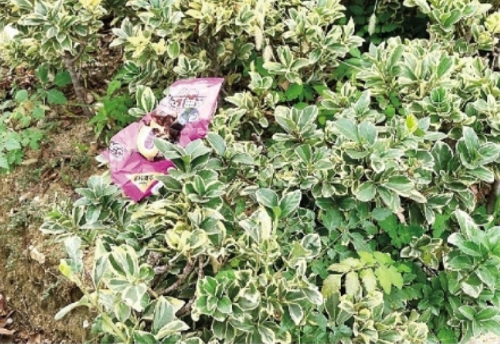 垃圾隨意丟棄 影響旅游心情